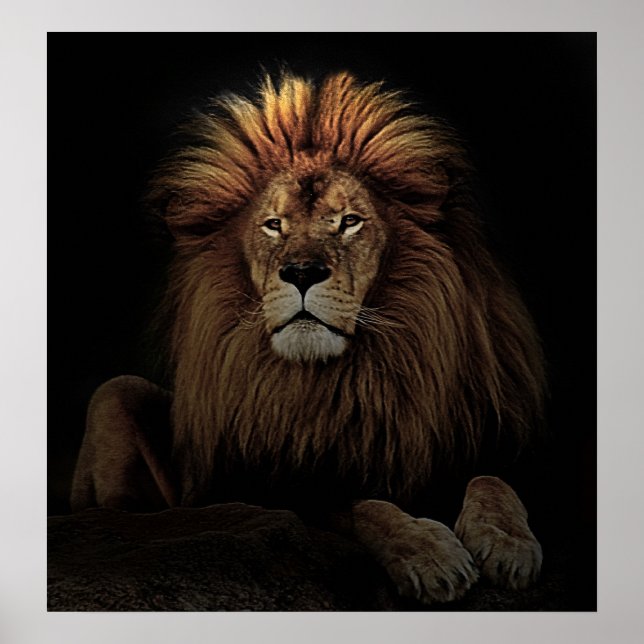 The Golden Proud  Lion Africa Poster (Front)