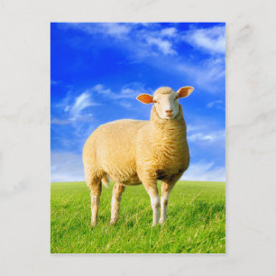 The golden Sheep. Postcard