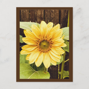 The Golden Sunflower Postcard