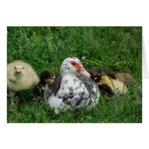 The Gosling Says, "Leave Mommy Alone!"