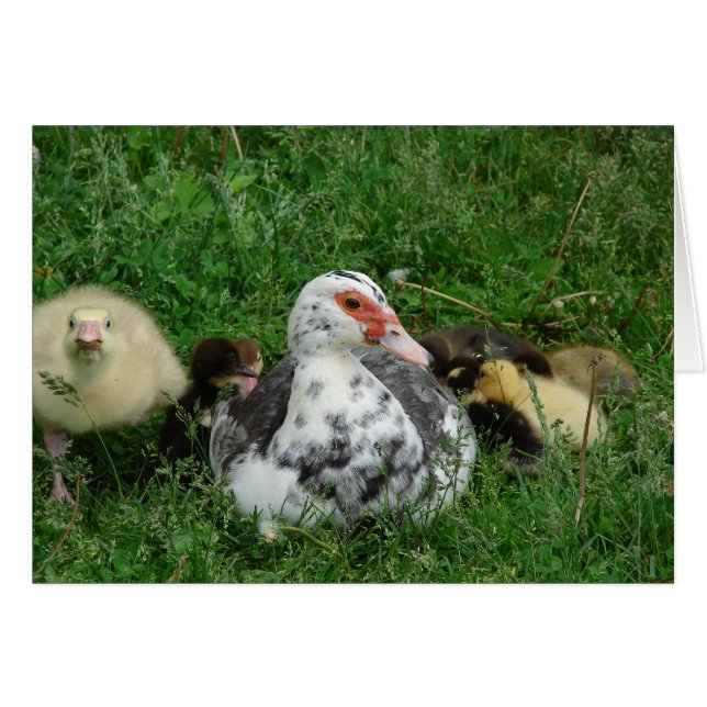 The Gosling Says, "Leave Mommy Alone!" (Front Horizontal)