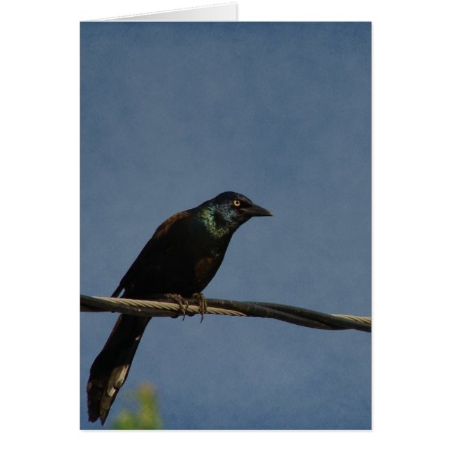 The Grackle on a Powerline, Good Birthday (Front)