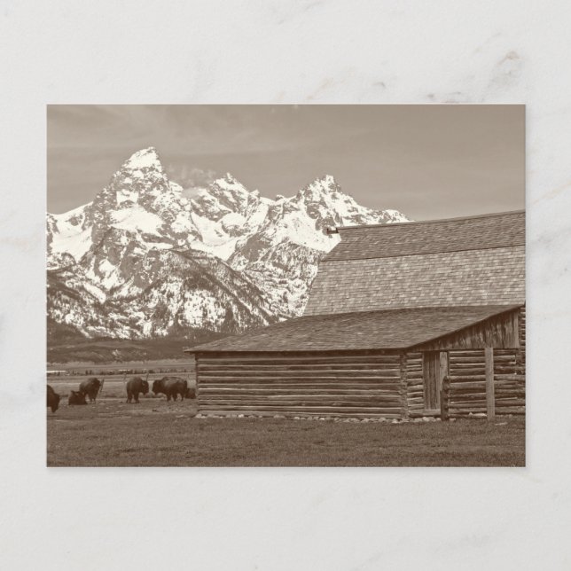 The Grand Tetons from Mormon Row Postcard (Front)