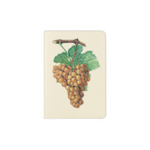 The grapes "terret blanc", colour : buttercream