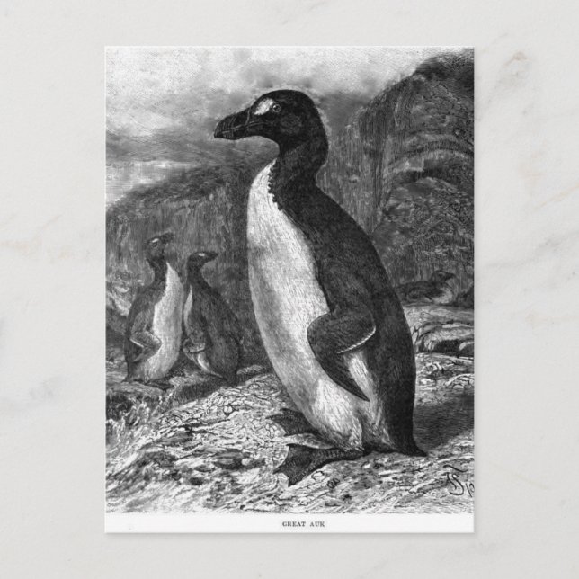 The Great Auk Postcard (Front)