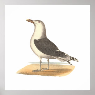 The Great Black-backed Gull (Larus marinus) Poster