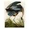 The Great Blue Heron John Audubon Birds of America