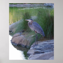 The Great Blue Heron