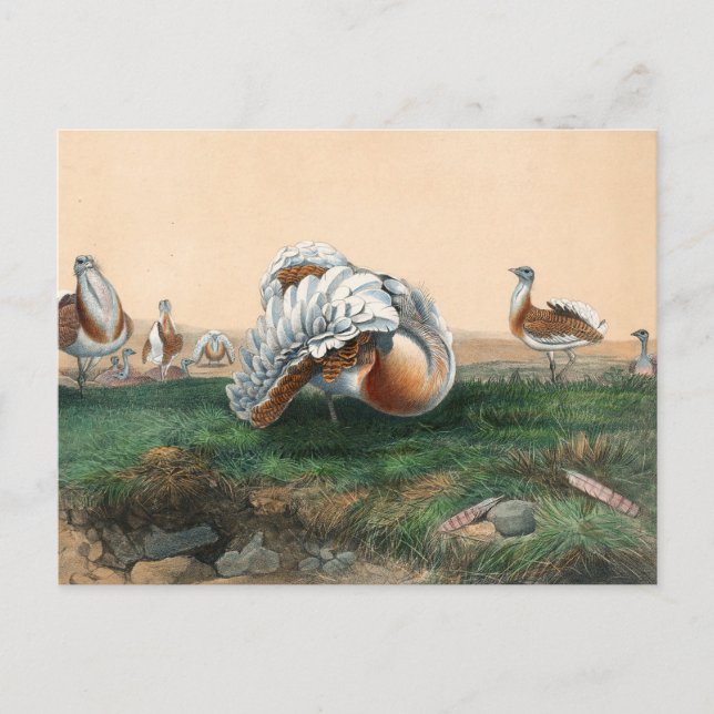 The Great Bustard by Joseph Wolf Postcard (Front)