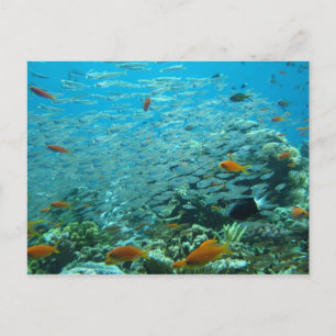 The Great coral barrier in Australia Postcard
