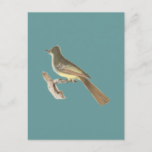 The Great-crested Kingbird (Tyrannus crinitus) Postcard