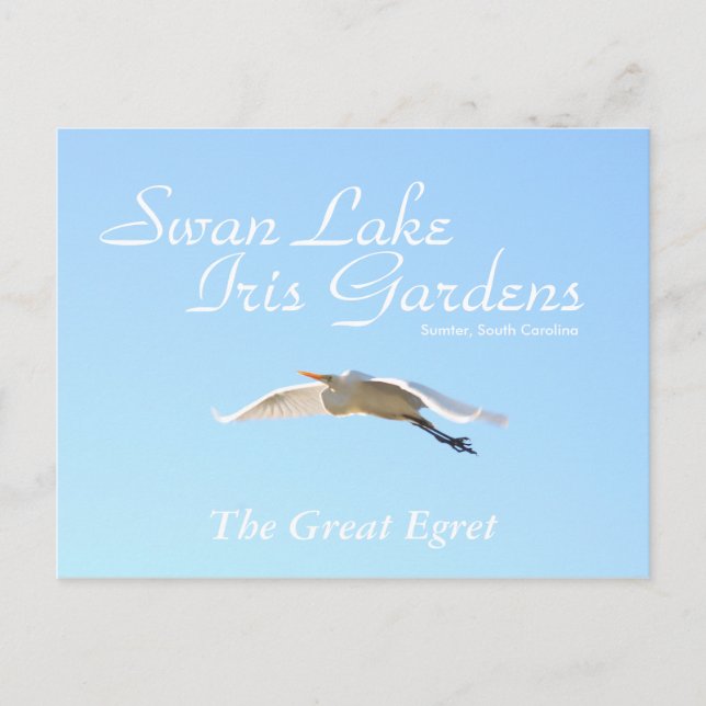 The Great Egret Postcard (Front)