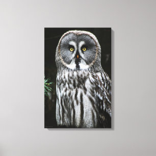 The Great Grey Owl 16x24 (40x60cm) waccn Canvas Print