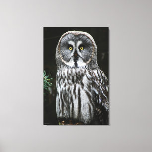 The Great Grey Owl 24x36 (60x90cm) waccna Canvas Print