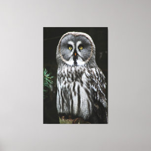 The Great Grey Owl 40x60 (100x150cm) waccna Canvas Print