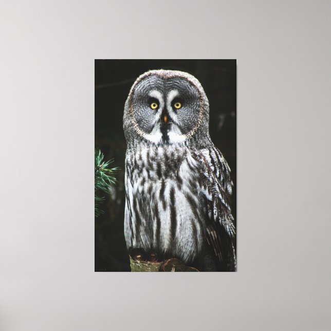 The Great Grey Owl 40x60 (100x150cm) waccnm Canvas Print (Front)