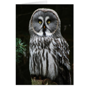 The Great Grey Owl gca