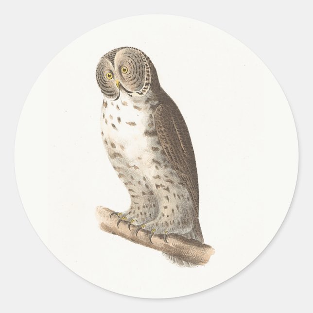 The Great Grey Owl (Strix nebulosa) NY Bird Image Classic Round Sticker (Front)