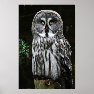 The Great Grey Owl wapcna Poster