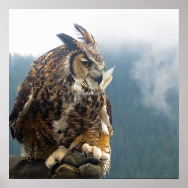 The Great Horned Owl Poster (Front)