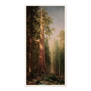 The Great Trees, Mariposa Grove, CA by Bierstadt Photo Print
