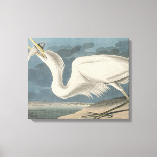 The Great White Heron Canvas Print