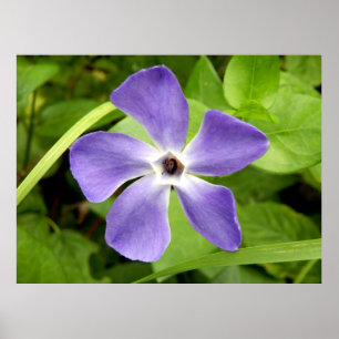 The Greater Periwinkle Poster