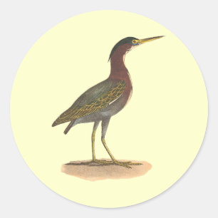 The Green Heron, or Poke (Ardea virescens) Classic Round Sticker
