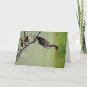 The Green Hunter: A Green Heron on the Watch Card