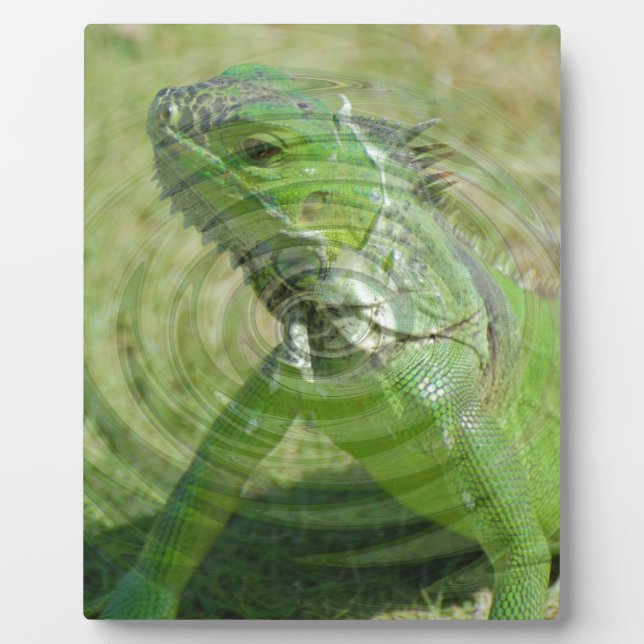 The Green Iguana Plaque (Front)