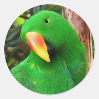 "The Green Orator" Eclectus Parrot