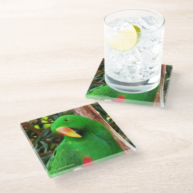 "The Green Orator" Eclectus Parrot Glass Coaster (Angled)