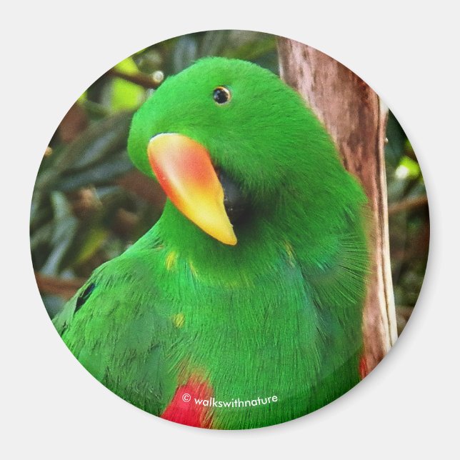 "The Green Orator" Eclectus Parrot Magnet (Front)