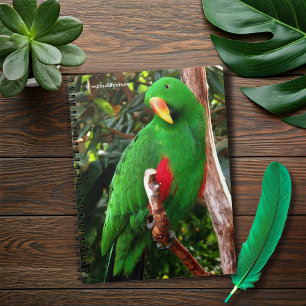 "The Green Orator" Eclectus Parrot Notebook
