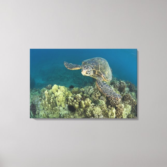 The Green Sea Turtle, (Chelonia mydas), is the 2 Canvas Print (Front)