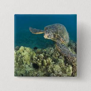 The Green Sea Turtle, (Chelonia mydas), is the 2 Inch Square Button