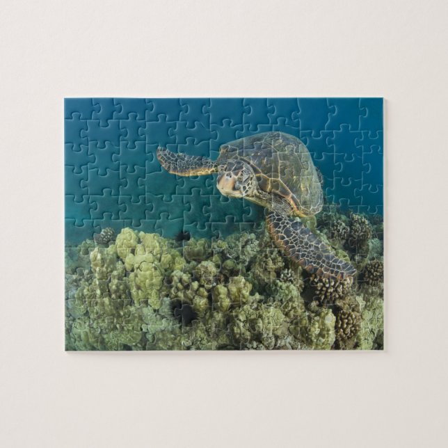 The Green Sea Turtle, (Chelonia mydas), is the 2 Jigsaw Puzzle (Horizontal)
