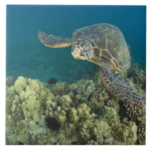 The Green Sea Turtle, (Chelonia mydas), is the 2 Tile