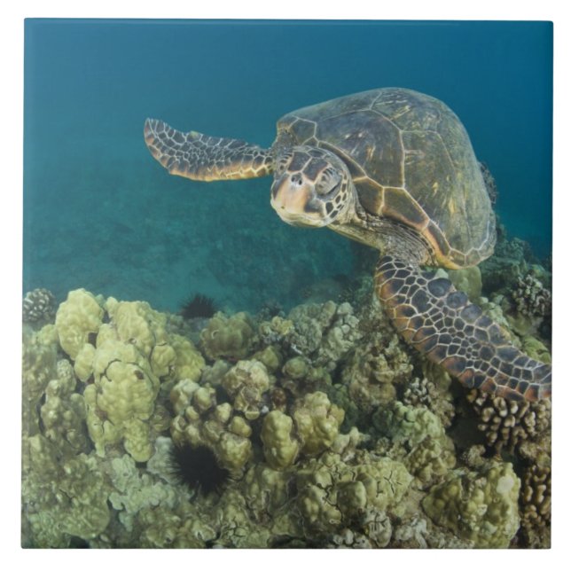 The Green Sea Turtle, (Chelonia mydas), is the 2 Tile (Front)