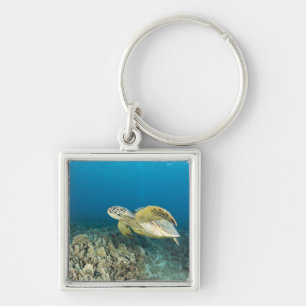 The Green Sea Turtle, (Chelonia mydas), is the 3 Keychain