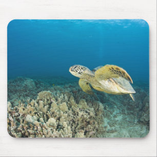 The Green Sea Turtle, (Chelonia mydas), is the 3 Mouse Pad