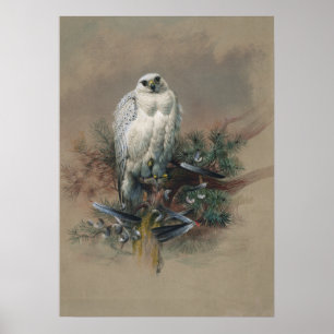 The Greenland Falcon by Joseph Wolf Poster