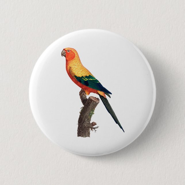 The Grey Parrot, Psittacus erithacus 2 Inch Round Button (Front)