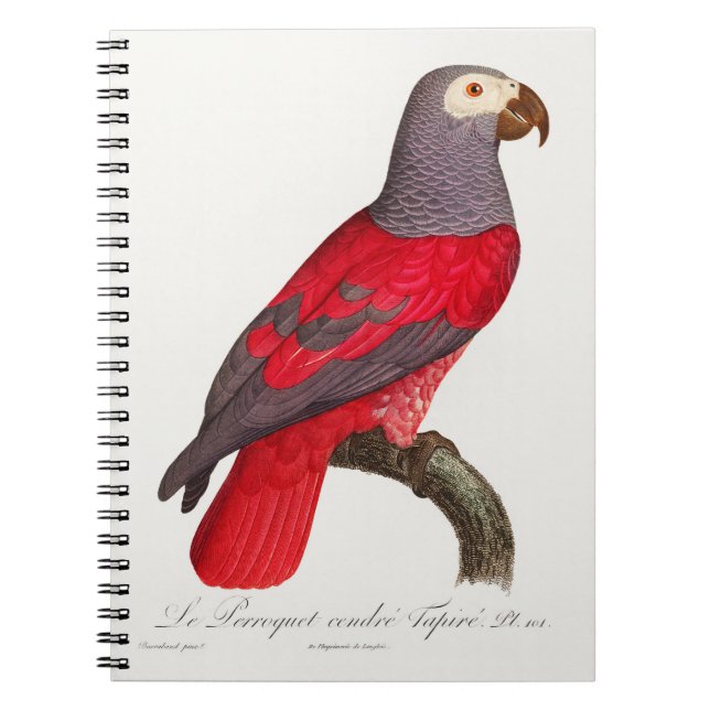 The Grey Red Parrot, Psittacus erithacus Notebook (Front)