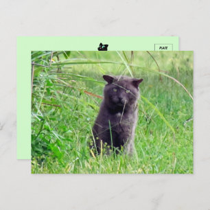 The Grey Stray - Carte postale pour chat