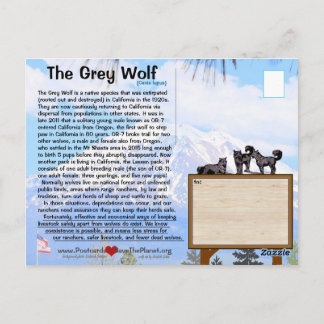 The Grey Wolf is endangered in California -Feb25h Postcard