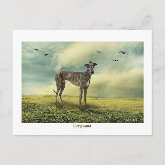 The Greyhound Postcard (Front)
