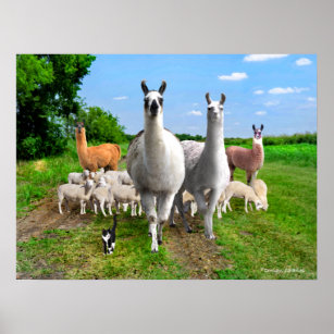 "The Guard Llamas"  Poster