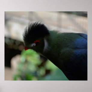 THE GUINEA TURACO POSTER