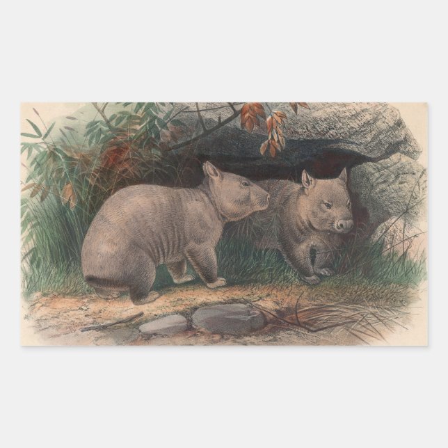 The Hairy-Nosed Wombat by Joseph Wolf Sticker (Front)